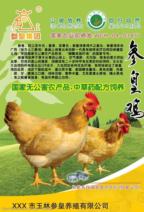 参皇鸡海报设计 塑造高端养生食材的视觉传奇